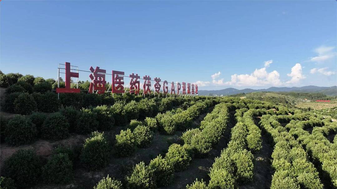 Kaiyun中国:中国茯苓看靖州——写在第四届全国茯苓大会暨中医药ISO国际标准应用大会召开之际(图2)