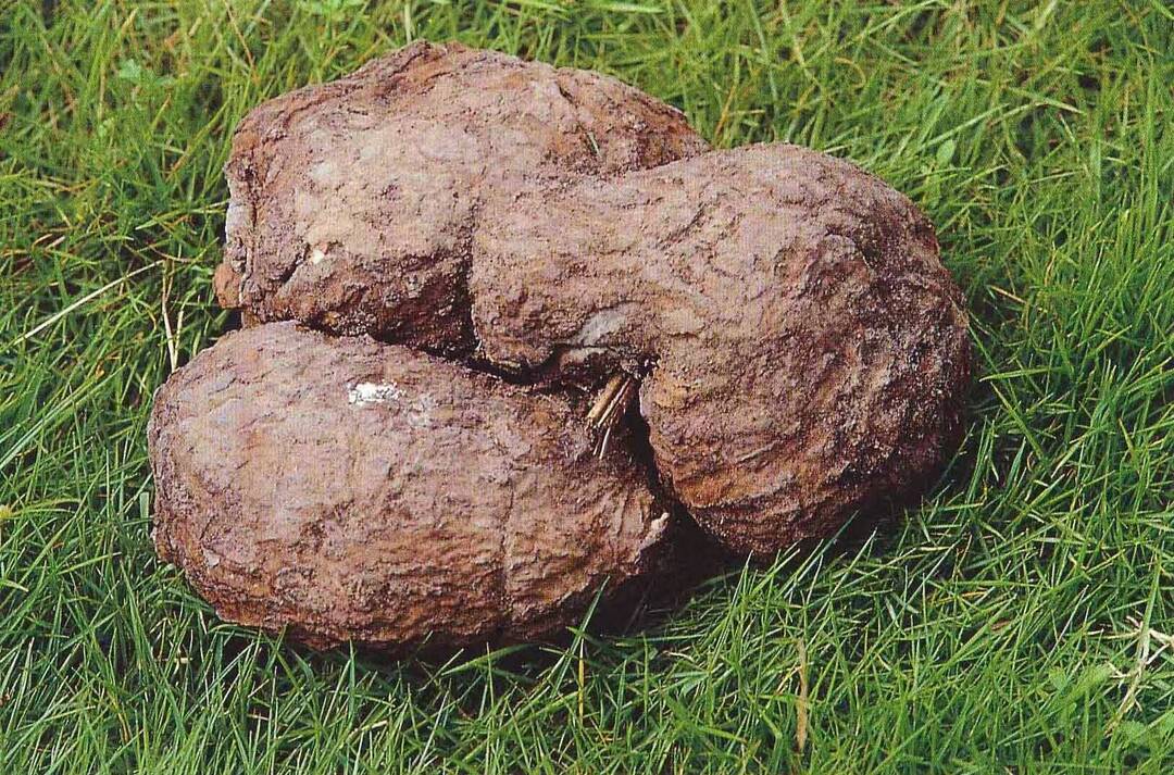 Kaiyun中国:中国茯苓看靖州——写在第四届全国茯苓大会暨中医药ISO国际标准应用大会召开之际(图3)