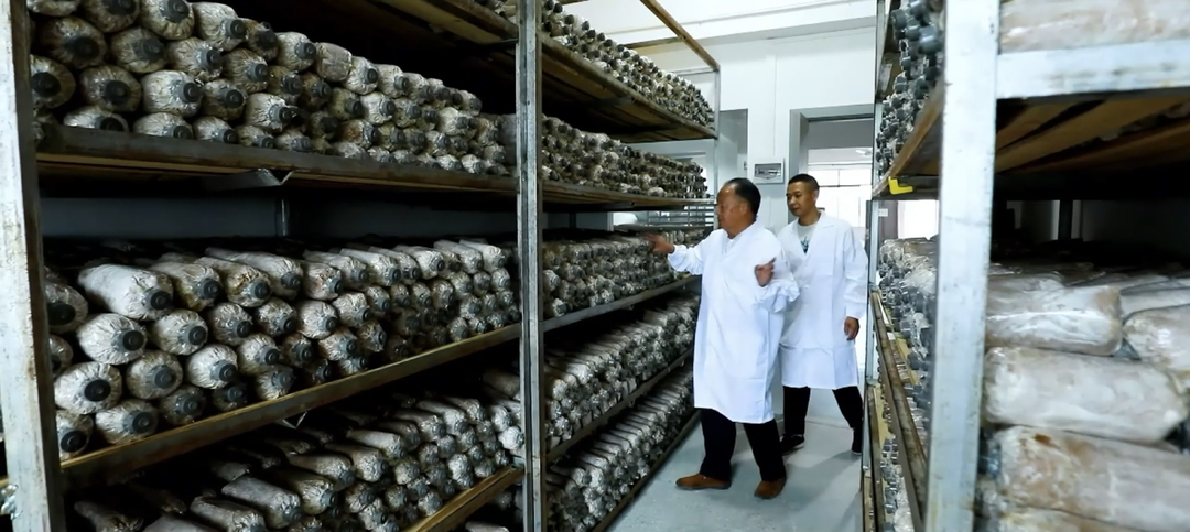 Kaiyun中国:中国茯苓看靖州——写在第四届全国茯苓大会暨中医药ISO国际标准应用大会召开之际(图4)