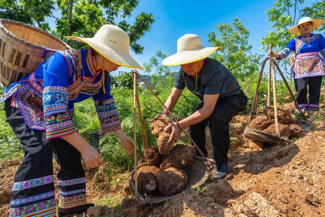 Kaiyun中国:中国茯苓看靖州——写在第四届全国茯苓大会暨中医药ISO国际标准应用大会召开之际(图6)
