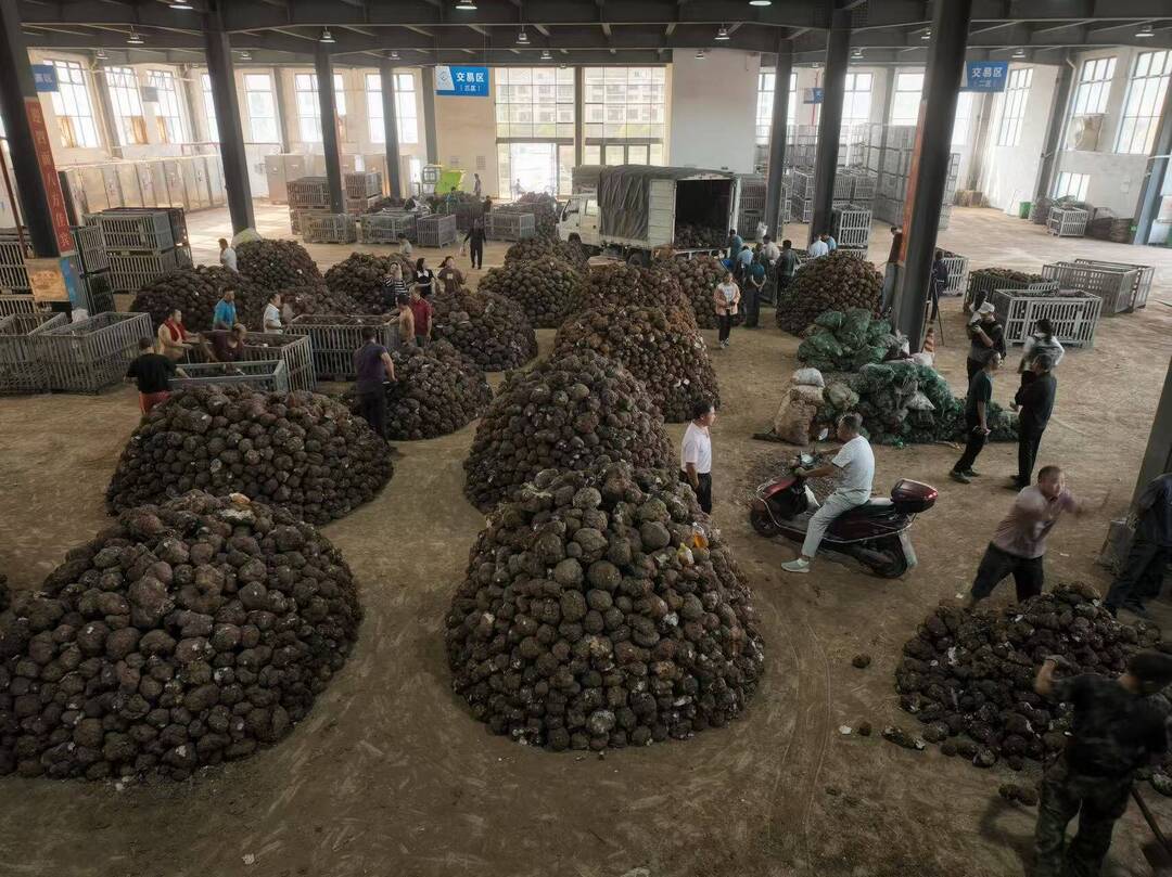 Kaiyun中国:中国茯苓看靖州——写在第四届全国茯苓大会暨中医药ISO国际标准应用大会召开之际(图5)