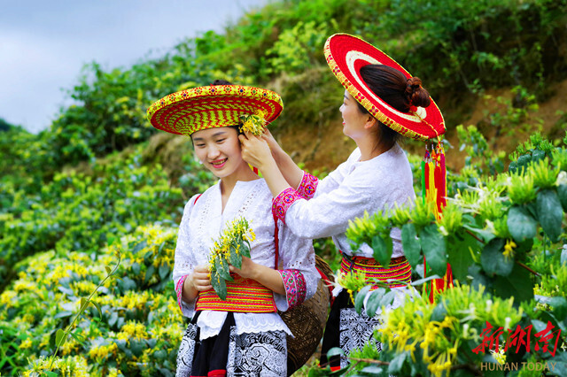 Kaiyun中国：让山银花香飘世界——溆浦山银花ISO国际标准启动暨产销对接会侧记(图2)