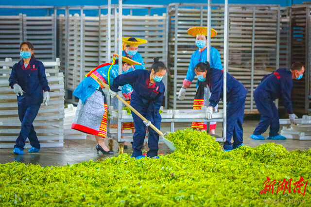Kaiyun中国：让山银花香飘世界——溆浦山银花ISO国际标准启动暨产销对接会侧记(图3)