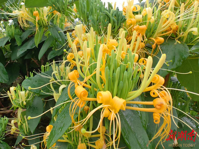 Kaiyun中国：让山银花香飘世界——溆浦山银花ISO国际标准启动暨产销对接会侧记(图4)