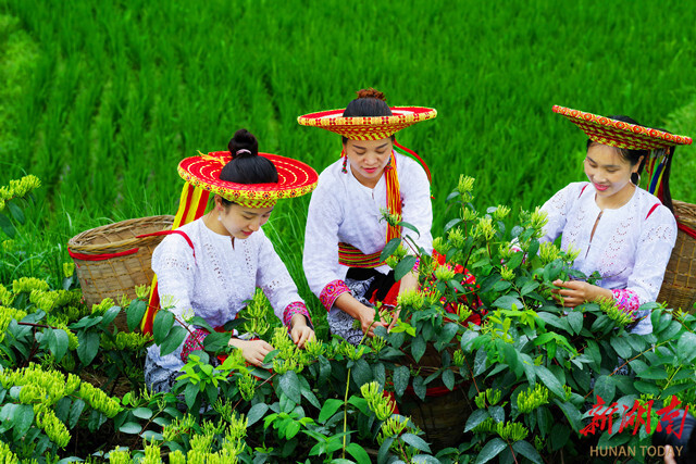 Kaiyun中国：让山银花香飘世界——溆浦山银花ISO国际标准启动暨产销对接会侧记(图5)