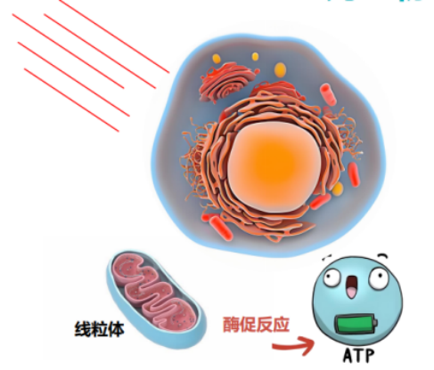 开云网站：抢占千亿近视防控赛道！贝贝乐PBM-LED招商启动邀您共拓财富蓝海！(图3)