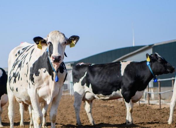 Kaiyun中国:2025世界乳业峰会:蒙牛全球液态奶首座“灯塔工厂”受热议树立全球数智化转型标杆(图2)