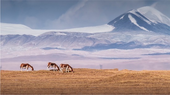 Kaiyun中国：梅赛德斯-奔驰佟欧福：以终为始同赴“零排放”商责并举共建“美丽中国”(图5)