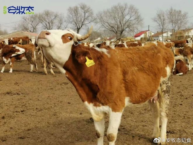 Kaiyun中国：科左后旗奶香飘第二十一届内蒙古自治区冰雪那达慕安牧态展现科左后旗奶业升级之路！(图3)